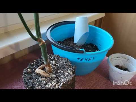 Видео: Молочай тирукалли. 05.08.2023.