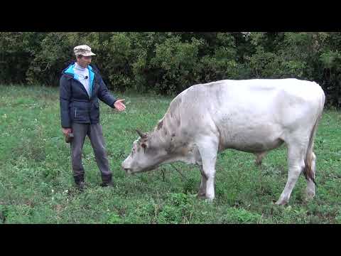 Видео: содержание быков в нашем хозяйстве, привязь для больших быков