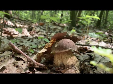 Видео: Оце так ГРИБИ і оце так дощ!Тихе полювання за БІЛИМИ ГРИБАМИ у червні.Полісся Гриби 2025