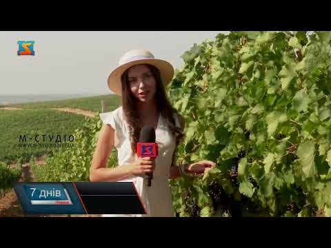 Видео: Вино – родзинка Закарпаття