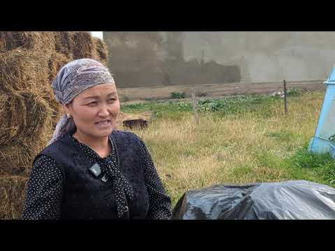 Видео: Чалкан чөптөн жер семирткич жасап, жашылчаларды укмуш өстүргөн дыйкан