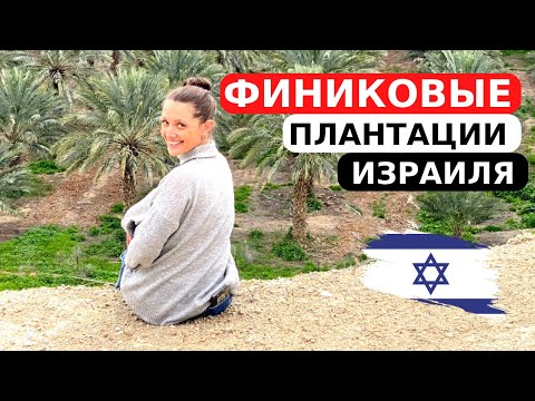 Видео: Водка и хлеб из фиников! Путешествие в Иорданскую долину
