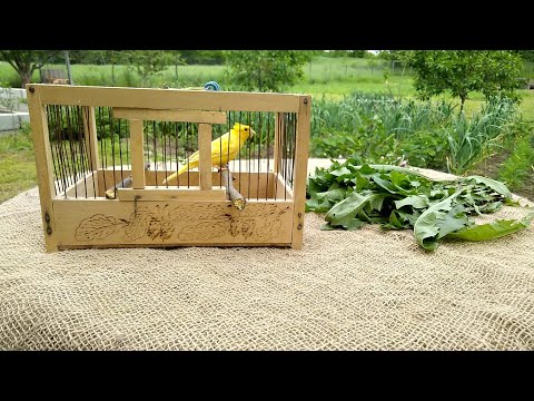 Видео: Важная хитрость для здоровья Канареек,срочно надо делать