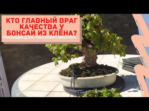 Видео: Клен бонсай. Что нужно делать с бонсай из клена (Acer) весной чтобы повысить его качество?