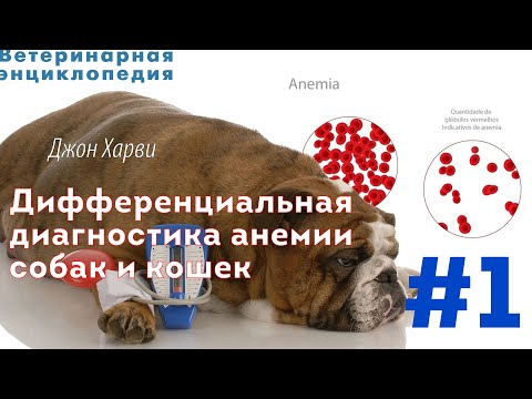 Видео: Дифференциальная диагностика анемии собак и кошек. Часть 1