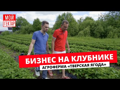 Видео: КЛУБНИЧНЫЙ КОРОЛЬ | ПРОМЫШЛЕННОЕ ВЫРАЩИВАНИЕ | 50 ГЕКТАРОВ ПОД ЯГОДЫ И НЕ ТОЛЬКО | ОТ СОХИ ДО СОХИ