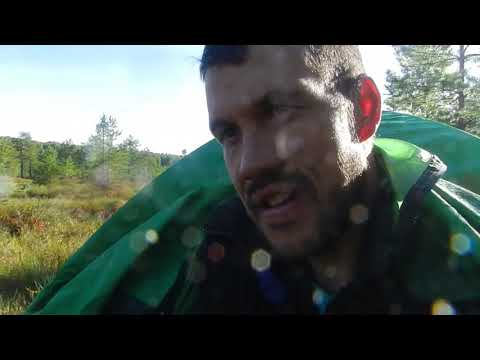 Видео: Ночной сбор клюквы.10-11сентября 2021г.