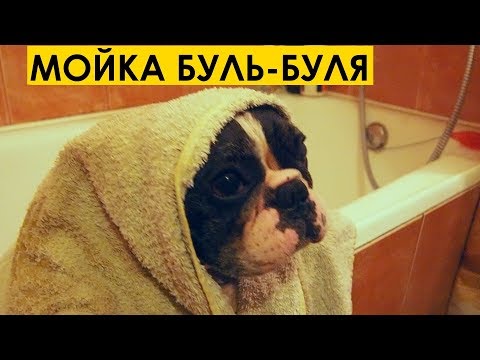 Видео: КАК ПОМЫТЬ ФРАНЦУЗСКОГО БУЛЬДОГА: МОЙКА БУЛЬ-БУЛЯ