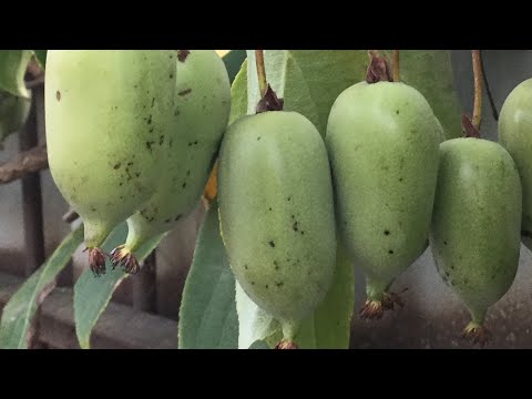 Видео: АКТИНИДИЯ