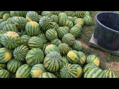 Видео: Как мы выращивали арбуз Биант на капельном поливе в 2020 году от А до Я.