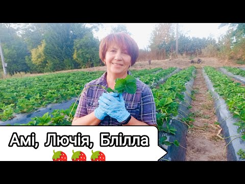 Видео: Брілла, Амі і Лючія на черзі. Касета на грядці - маленька перемога над вітром.