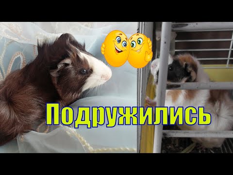 Видео: ЗНАКОМСТВО МОРСКИХ СВИНОК /КАК ИХ ПОЗНАКОМИТЬ