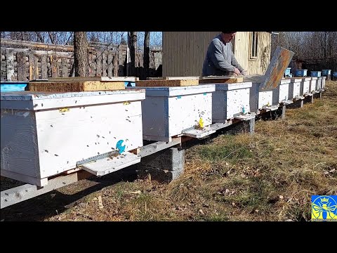 Видео: Перші весняні роботи на пасіці (05.03.25)🌞🐝🌞
