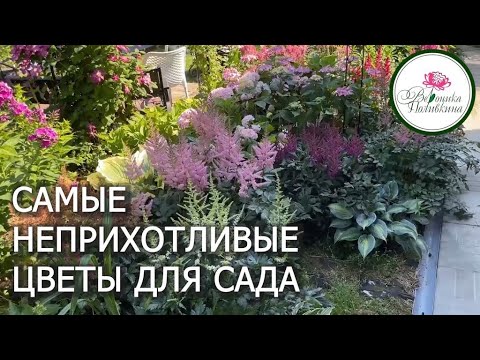 Видео: Самые неприхотливые садовые цветы