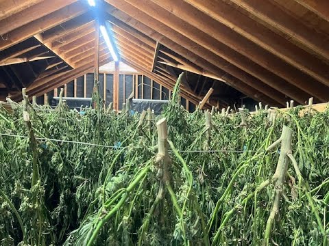 Видео: Кевин Джодри: Основы техники сбора и сушки каннабиса с учётом конечного использования / Ganjier