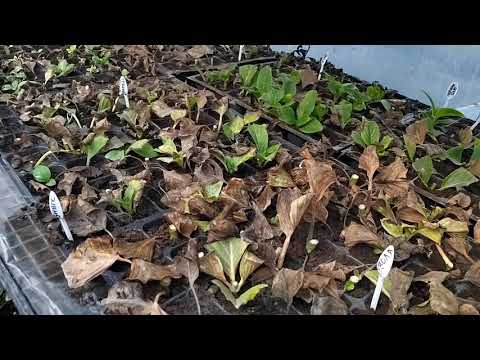 Видео: Результат укоренения черенков по месяцам. 