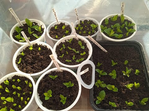 Видео: ОБЗОР ЧЕРЕНКОВ СУПЕРНОВИНОК ГОРТЕНЗИЙ. ПРОВЕТРИВАНИЕ.