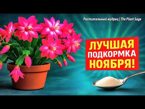 Видео: ОДНА ПОДКОРМКА ДЕКАБРИСТА В НОЯБРЕ 🌿 ЧТОБЫ ЦВЕЛ ПЫШНО И ДОЛГО! | ЛУЧШЕЕ УДОБРЕНИЕ ПЕРЕД ЦВЕТЕНИЕМ