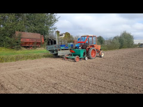 Видео: Сажаем чеснок.