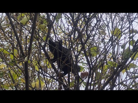Видео: 1 күндік влог | қосымшаға бардым