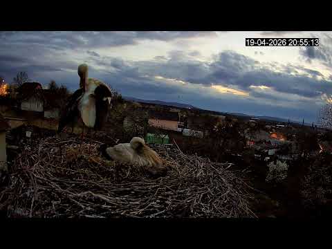 Видео: UA🇺🇦🔴Пряма трансляція з гнізда лелек (Львівська область, Україна)🔴Live stream from stork nest