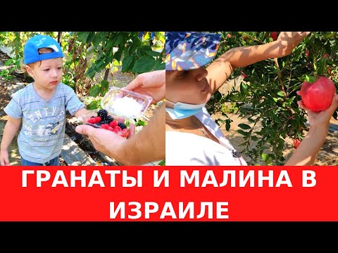 Видео: СОБИРАЕМ ГРАНАТЫ В ИЗРАИЛЕ. И ДАЖЕ МАЛИНА РАСТЕТ ЗДЕСЬ!