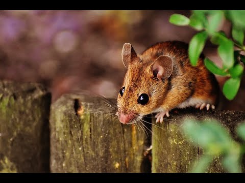 Видео: Мышь как тотем: характеристики личности и проблемы жизненного пути
