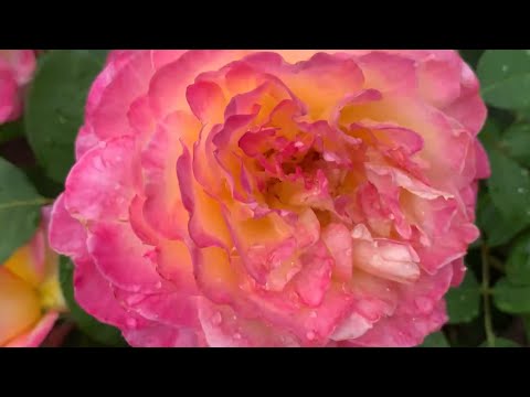 Видео: Новые розы, Д.Остин и не только в моем саду.