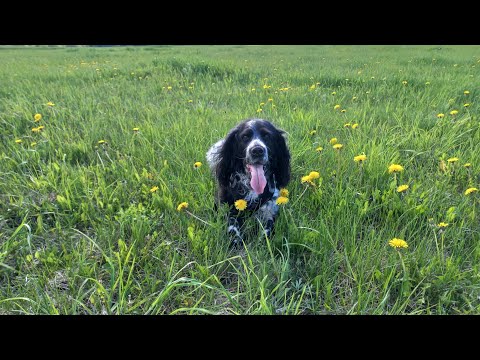 Видео: DogVlog // Гуляем в полях  🐾