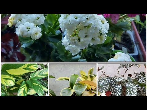 Видео: 🌿Весенний обзор всех комнатных растений 🌿