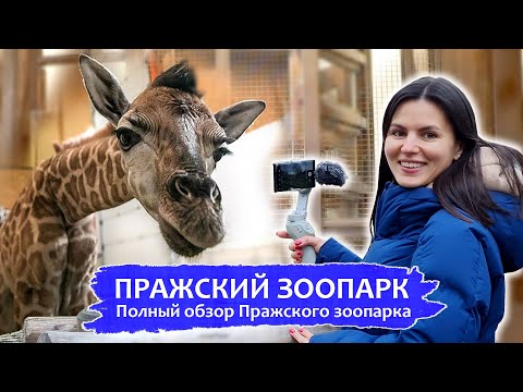 Видео: Пражский Зоопарк | Полный обзор Пражского зоопарка!