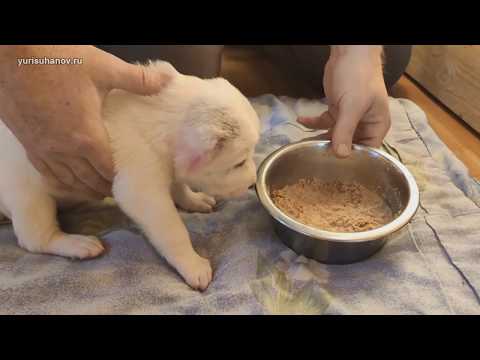 Видео: Первый прикорм щенков САО