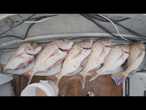 Видео: Ловля люциана на пляже Грэхэмс-Бич и в канале Папакура в регионе Fyran 440 — ПОЙМАЙ И ПРИГОТОВЬ