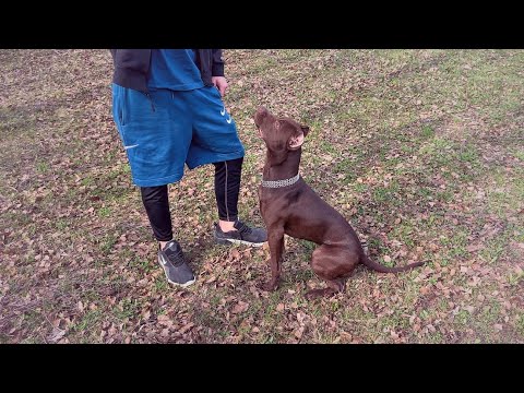 Видео: Американский Питбультерьер.Стоит ли заводить как первую собаку?