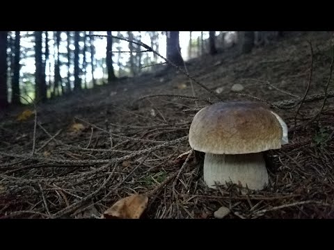 Видео: Йо - це Кривопілля. Білі Гриби вересень 2020