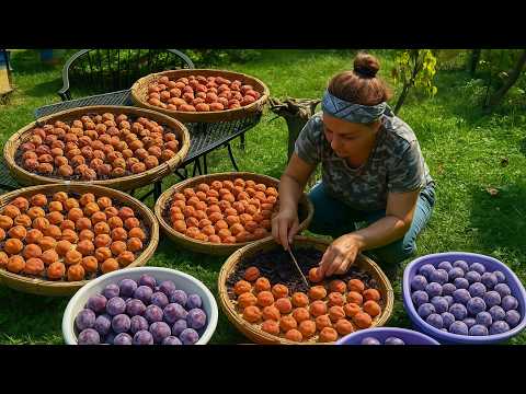 Видео: Как сушить сливы на солнце ☀️ Заготовить помидоры на зиму | Жизнь в азербайджанской деревне