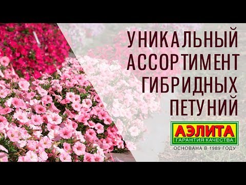 Видео: 🤓 Интервью с Агрономом Агрофирмы Аэлита 🌼