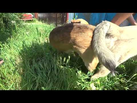 Видео: Вязка с Пэксом  Нежданчик у Малинуа овуляция