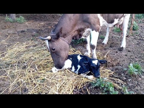 Видео: отелилась корова/ первая дойка после отела