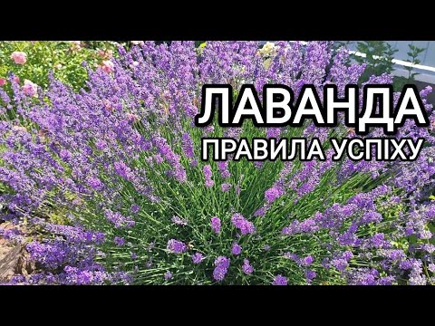 Видео: Секрети вирощування ЛАВАНДИ. Коротка інструкція по вирощуванню #лаванда #квіти #квітник#lavender