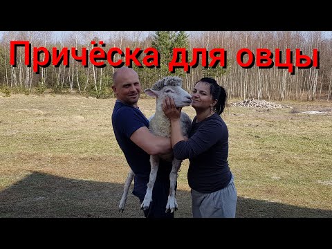 Видео: Собака Найда пропала . Второй раз в жизни стрижём овец ножницами . Как постричь овец без ошибок !