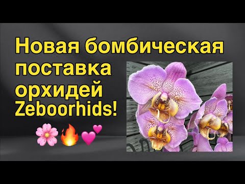 Видео: Невероятные орхидеи приехали к @zeboorhids ❤️‍🔥❤️‍🔥❤️‍🔥