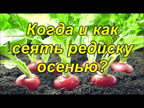 Видео: Осенний посев редиски - как это сделать правильно.