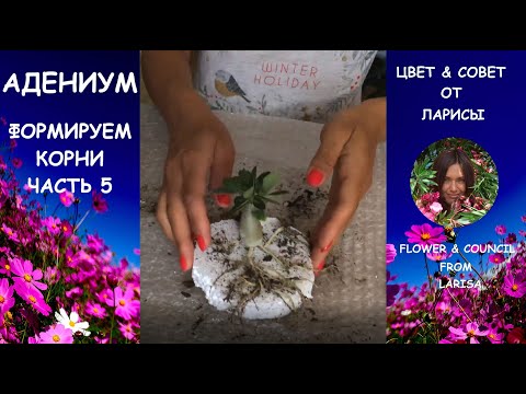 Видео: АДЕНИУМ ФОРМИРУЕМ КОРНИ ЧАСТЬ 5