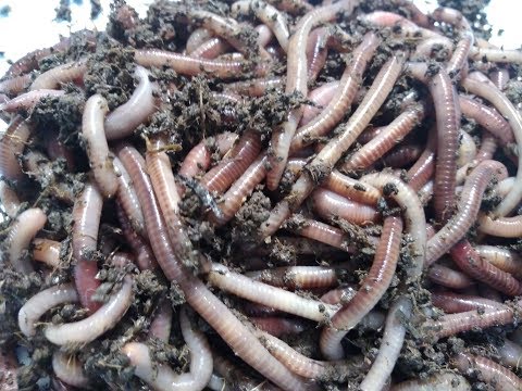 Видео: Дендробена. 50 коконов. 3 месяца. Маточник готов.