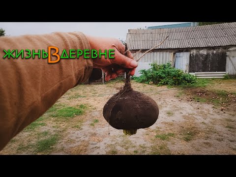Видео: Редька и свекла 🌿 Собрал урожай