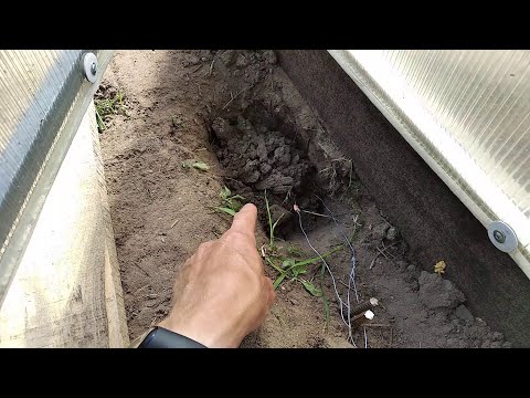 Видео: КРОТ. Как избавится от кротов и слепней