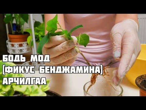 Видео: Гэрийн Моднууд - Бодь Мод (Фикус Бенджамина) арчилгаа