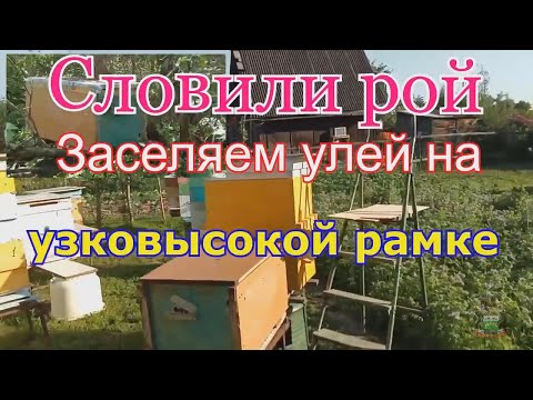 Видео: Словили рой . Узковысокий улей . Заселяем в улей на узковысокой рамке .