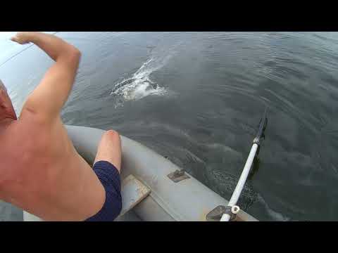 Видео: ПОЙМАЛИ ХОЗЯИНА ВОЛГИ И НЕ ТОЛЬКО НА ПЕРЕМЁТ